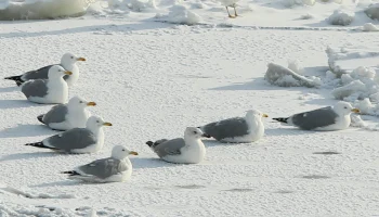 Метеоролог Позднякова рассказала, когда в Москву придет весна
