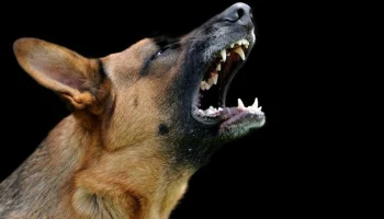 NDTV: в Индии собаки загрызли ребенка сразу после его рождения