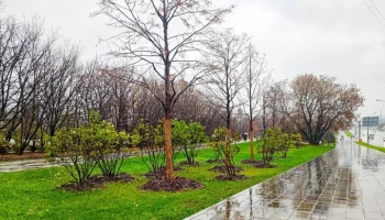 Более 700 деревьев высадят на Щелковском шоссе и улицах на востоке Москвы