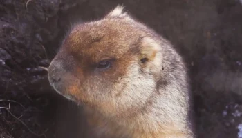 Степные сурки проснулись в Московском зоопарке