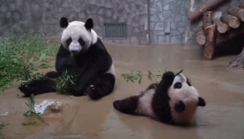 &laquo;Утащила у мамы&raquo;:&nbsp;Московский зоопарк показал строптивый перекус панды Катюши