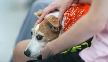 Эксперт Сиротенко: Сервис &laquo;Моспитомец&raquo; &mdash; большой шаг в помощи животным