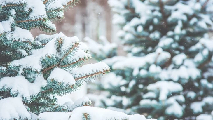 Ежегодная акция "Операция "Ель" стартовала в Москве Ежегодная акция "Операция "Ель" стартовала в Москве