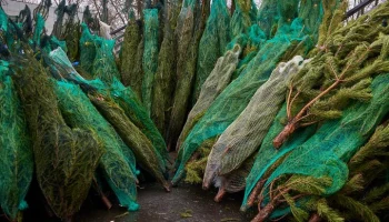 Московские елочные базары представят отечественные хвойные деревья