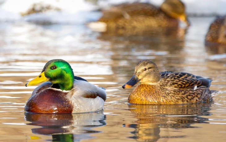 Москвичам рассказали, как обитатели природных территорий столицы создают семьи