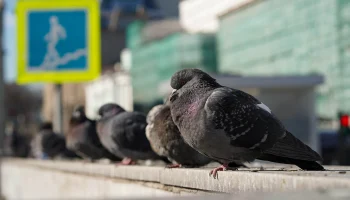 Синоптик Шувалов предупредил москвичей о сильном похолодании 17 марта