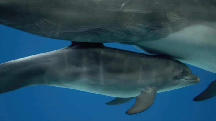 Москвичи выбрали имя для дельфиненка из &laquo;Москвариума&raquo;