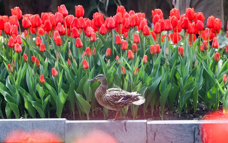 Синоптики сообщили о теплой и сухой погоде в Москве 15 мая Синоптики сообщили о теплой и сухой погоде в Москве 15 мая