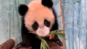 &laquo;Для принцессы&raquo;: Московский зоопарк вручил Катюше &laquo;девчачий&raquo; съедобный подарок