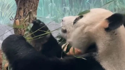 «Своя техника»: Московский зоопарк показал поедающего бамбук отца панды Катюши «Своя техника»: Московский зоопарк показал поедающего бамбук отца панды Катюши