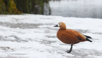 Синоптики сообщили об облачной погоде со снегом в Москве 27 февраля