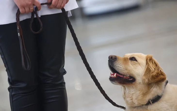 Виджет для владельцев домашних животных стал доступен в личном кабинете на mos.ru Виджет для владельцев домашних животных стал доступен в личном кабинете на mos.ru