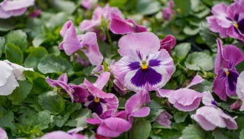 Более 4,6 млн саженцев виолы украсили клумбы в Москве