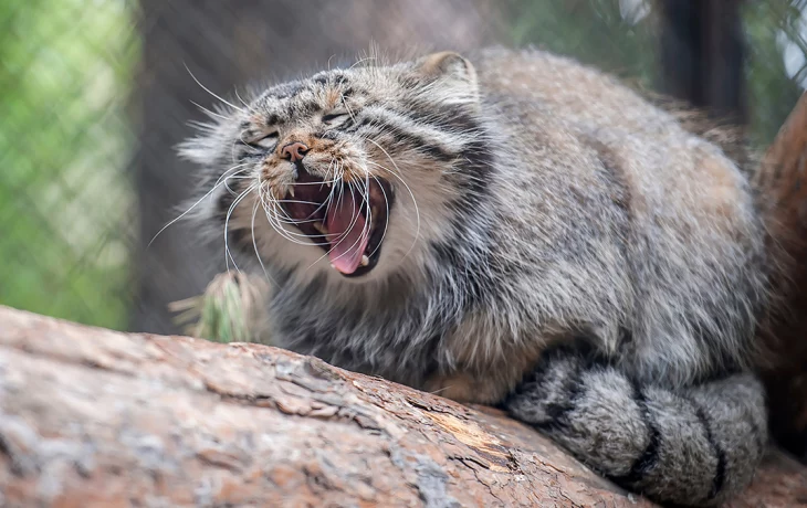 Лежат на солнышке: какие животные Московского зоопарка уже вышли в уличные вольеры Лежат на солнышке: какие животные Московского зоопарка уже вышли в уличные вольеры