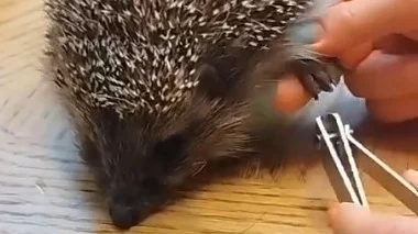 «Люся не исключение»: Московский зоопарк показал маникюрные процедуры ежихи «Люся не исключение»: Московский зоопарк показал маникюрные процедуры ежихи