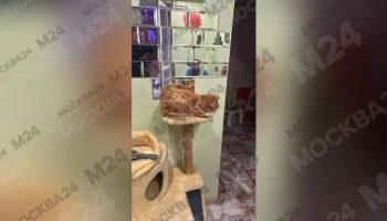 Житель Одинцова объяснил намерение выкинуть кошку из окна дома воспитательными мерами