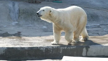 &laquo;Мосбилет&raquo; приглашает отметить День полярного медведя в зоопарке