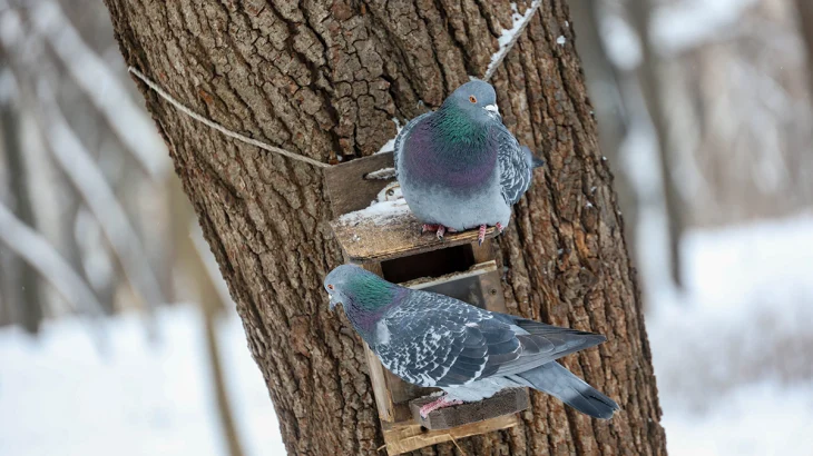 Численность голубей в Москве выросла в 40-50 раз за 70 лет Численность голубей в Москве выросла в 40-50 раз за 70 лет