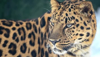 Times of India: леопард выхватил 4-летнего ребенка из рук матери и съел его