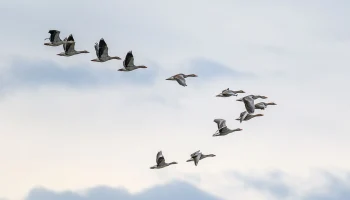 Лекция о птицах и выставка китайской живописи: куда сходить в Москве на выходных