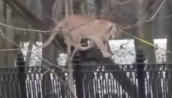 В Москве спасли самца пумы, которого незаконно содержали в квартире в Кунцеве