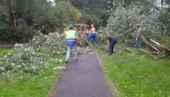 Уголовные дела возбуждены после гибели женщины и ребенка в Петербурге из-за урагана