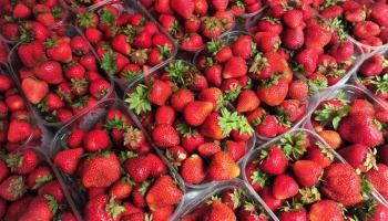 Фермеры в этом сезоне продали в Москве свыше 3 тысяч тонн ягод