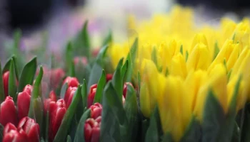 Минсельхоз РФ не исключает повышения пошлины на цветы из недружественных стран