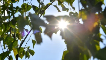 Связность природных территорий станет приоритетом развития зеленых зон Москвы