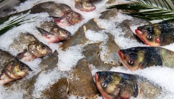 Свыше 160 тонн продукции купили за 2 месяца на рыбном рынке "Москва &ndash; на волне"