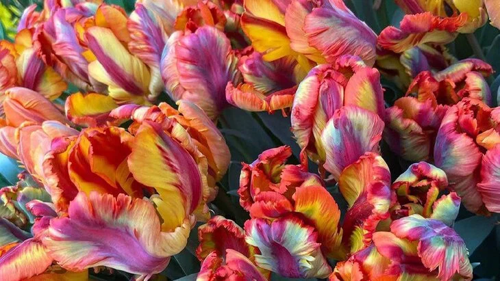 Весенний фестиваль цветов начнется в "Аптекарском огороде" 15 марта Весенний фестиваль цветов начнется в "Аптекарском огороде" 15 марта