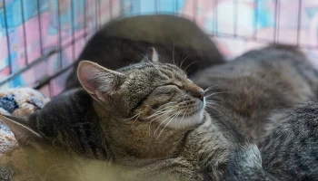 Около 1,5 тысячи волонтеров помогают в городских приютах для животных