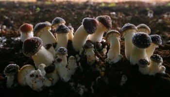 В Приморском крае задержали иностранцев за сбор редких грибов мацутакэ