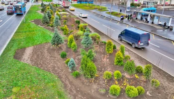 Около 10 тысяч крупномерных деревьев появится на столичных улицах в этом году