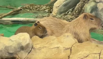 &laquo;Максимально похожи&raquo;: Московский зоопарк показал дружную семью капибар