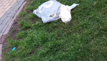 В Подмосковье задержан мужчина, выбросивший у дороги пакет с раненым котом
