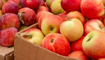 Московские предприниматели отправляют необходимые продукты питания в зону СВО