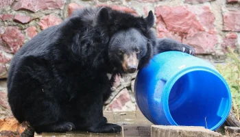 Медведи в Московском зоопарке проснулись после зимней спячки