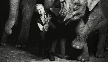 Прощание с дрессировщицей Ниной Корниловой пройдет 10 июля