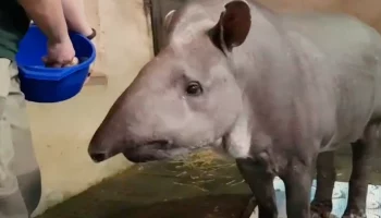 &laquo;Тяжело вставать&raquo;: Московский зоопарк показал долгожителей Самсона и Сью