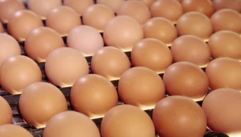 "Коммерсант": крупная птицефабрика "Волжанин" приостановила отгрузки яиц