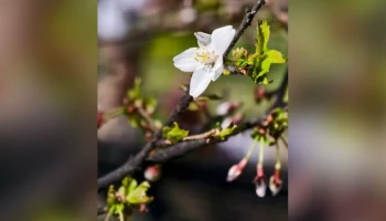 Первая сакура в Москве расцвела в "Аптекарском огороде"