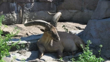 В Московском зоопарке родились семь детенышей дагестанского тура
