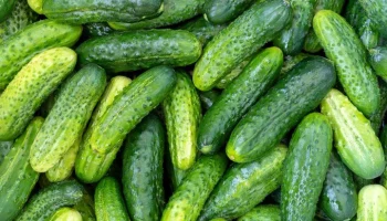 Глава Минсельхоза Лут: огурцы подешевеют в России к весне