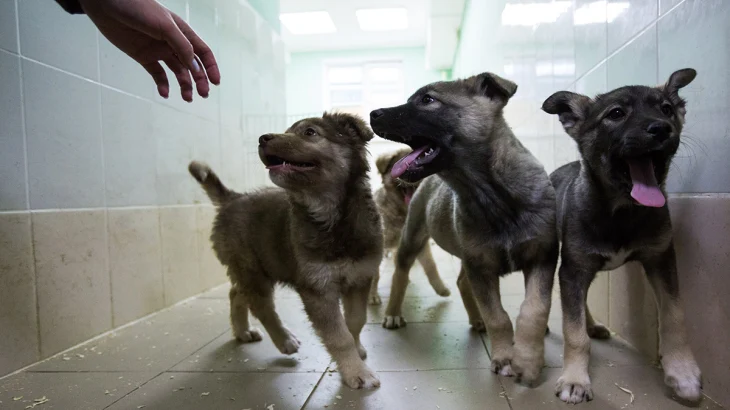 Сервис «Моспитомец» собрал самые интересные анкеты животных ко Дню щенков Сервис «Моспитомец» собрал самые интересные анкеты животных ко Дню щенков
