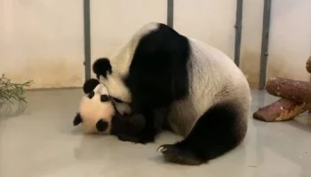 &laquo;Минутки нежности&raquo;: Московский зоопарк показал объятия панд Катюши и Диндин