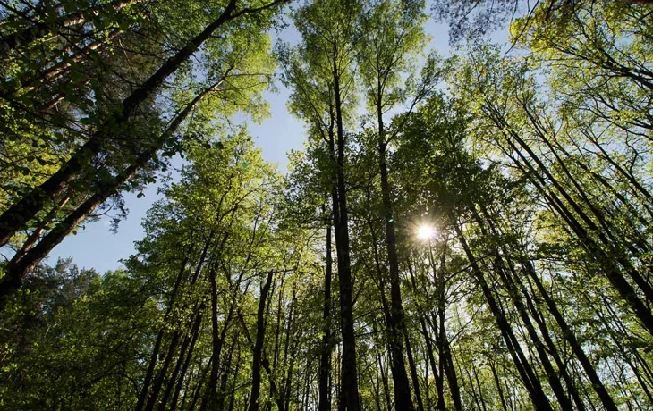 Шашлычников в подмосковных лесах будут вычислять по телефонам и штрафовать Шашлычников в подмосковных лесах будут вычислять по телефонам и штрафовать