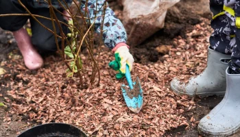 В столице завершилась осенняя акция &laquo;Озеленяем вместе&raquo;