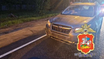 Полиция начала проверку после ДТП со сбитым лосенком в муниципальном округе Истра