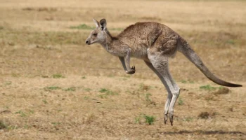 News13: в США кенгуру из Австралии напал на сотрудника зоопарка